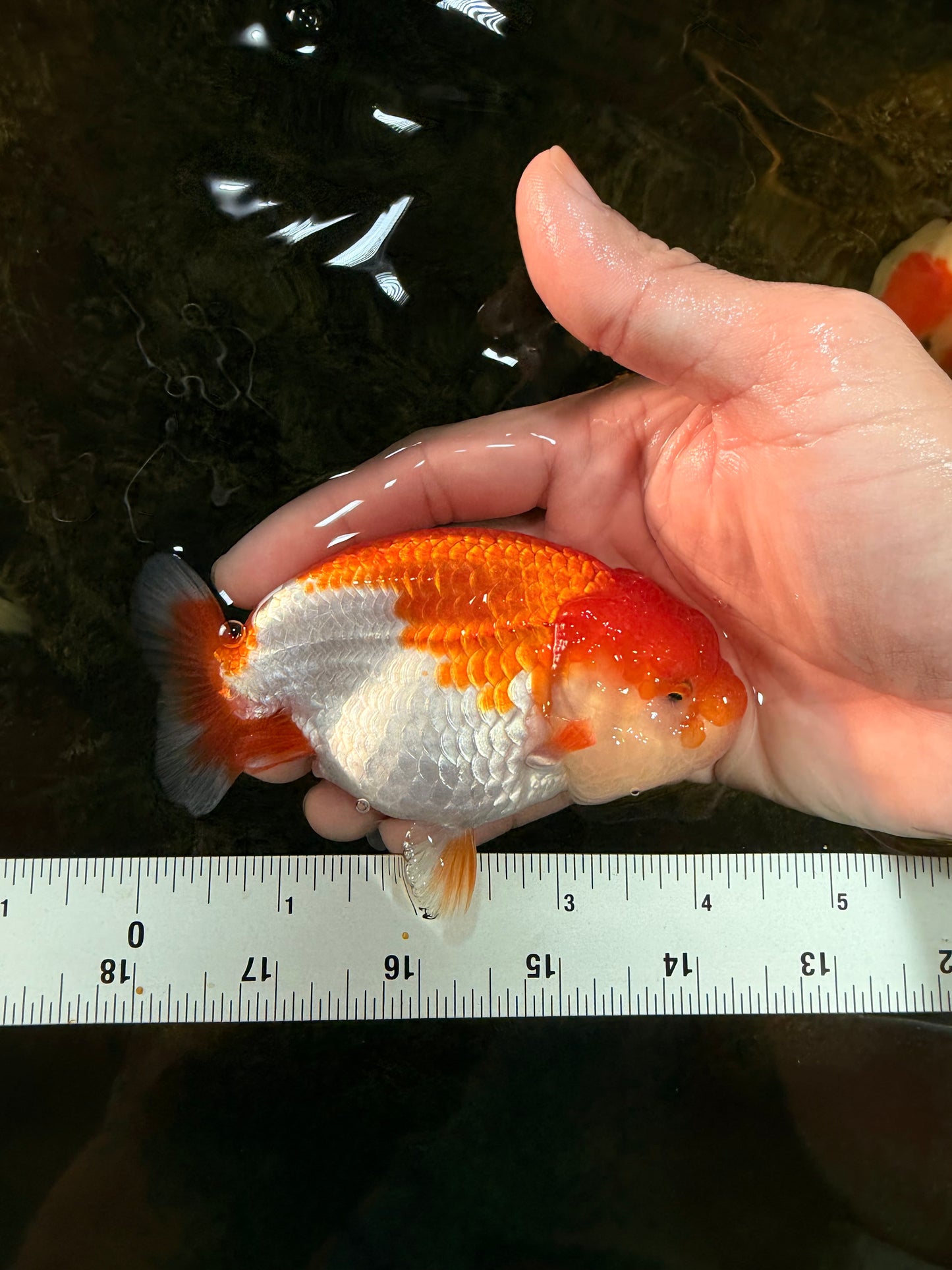 AAA Grade Red White LionQueen 4-4.5 inches #101725LC_04