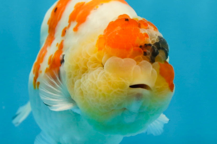 A Grade SPECIAL Kohaku Sakura LionKing 5 inches #051625LC_10