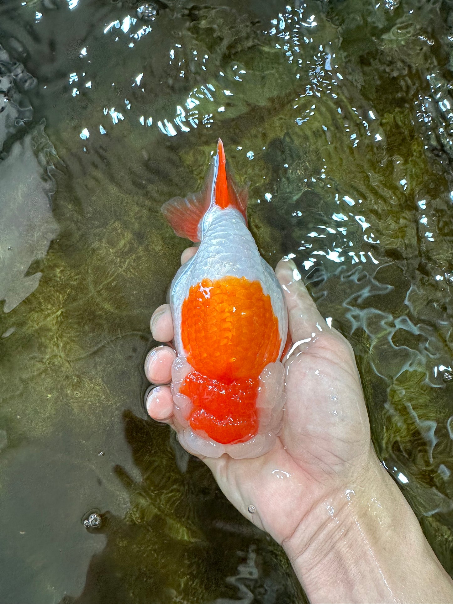 A Grade Red White LionKing 5.5 inches #091225LC_06