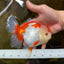A Grade SUPER CUTE Red White Oranda Female 6 inches #082925OR_10