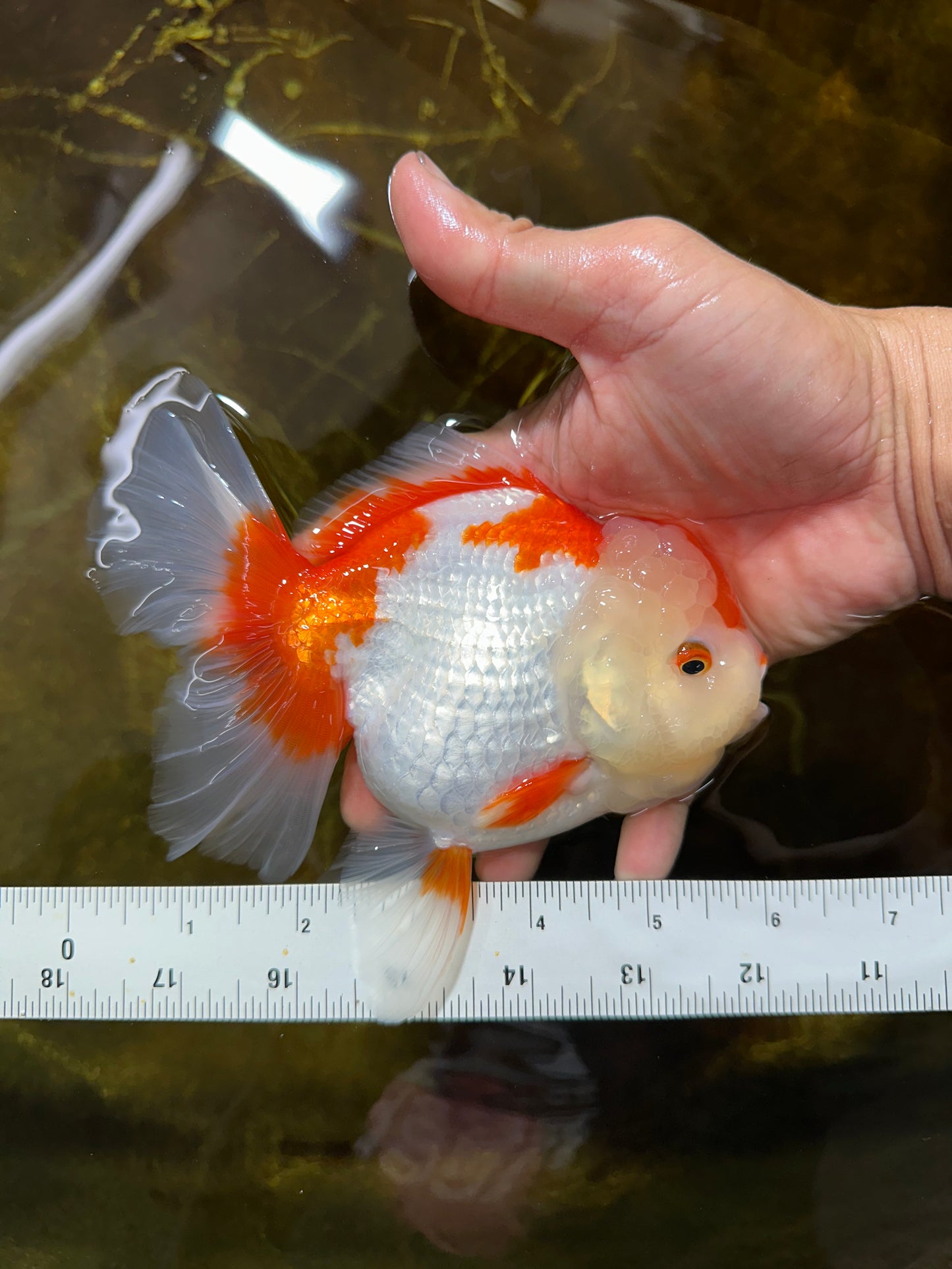 A Grade SUPER CUTE Red White Oranda Female 6 inches #082925OR_10