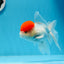 AAA Grade Red Cap Oranda Male 4.5 inches #0913OR_10