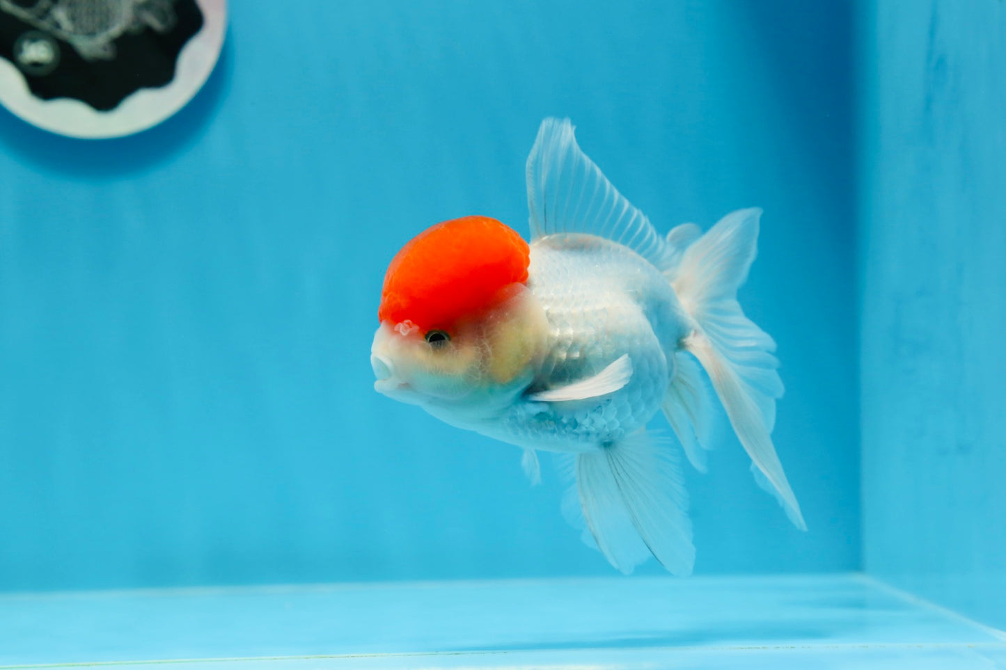 AAA Grade Red Cap Oranda Male 4.5 inches #0913OR_10