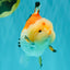 AAA Grade Tricolor Yuanbao Male 5 inches #072426YB_26