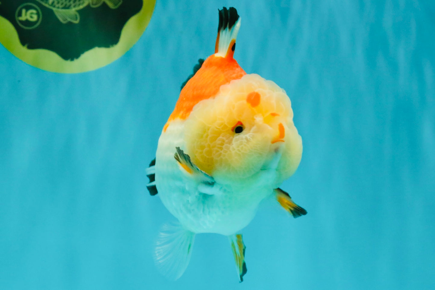 AAA Grade Tricolor Yuanbao Male 5 inches #072426YB_26