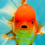 A Grade Red White Oranda Male 5.5 inches #080726OR_08