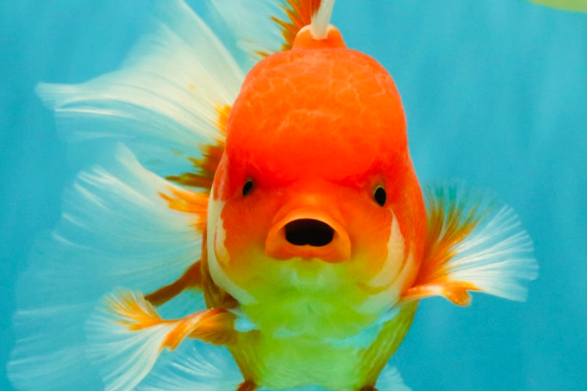 A Grade Red White Oranda Male 5.5 inches #080726OR_08