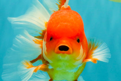 A Grade Red White Oranda Male 5.5 inches #080726OR_08