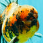 A Grade Calico Tiger Oranda Male 6.5-7 inches #080726OR_17