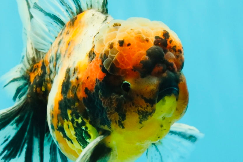 A Grade Calico Tiger Oranda Male 6.5-7 inches #080726OR_17