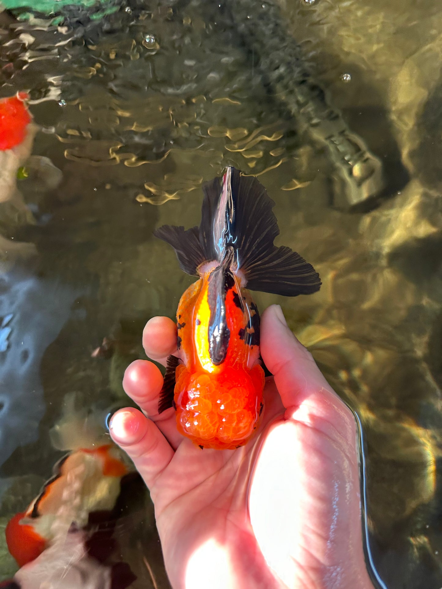 A Grade Tricolor Oranda Female 4.5 inches #110824OR_04