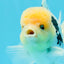 A Grade Lemonhead Panda Oranda Male 4.5 inches #0503OR_09