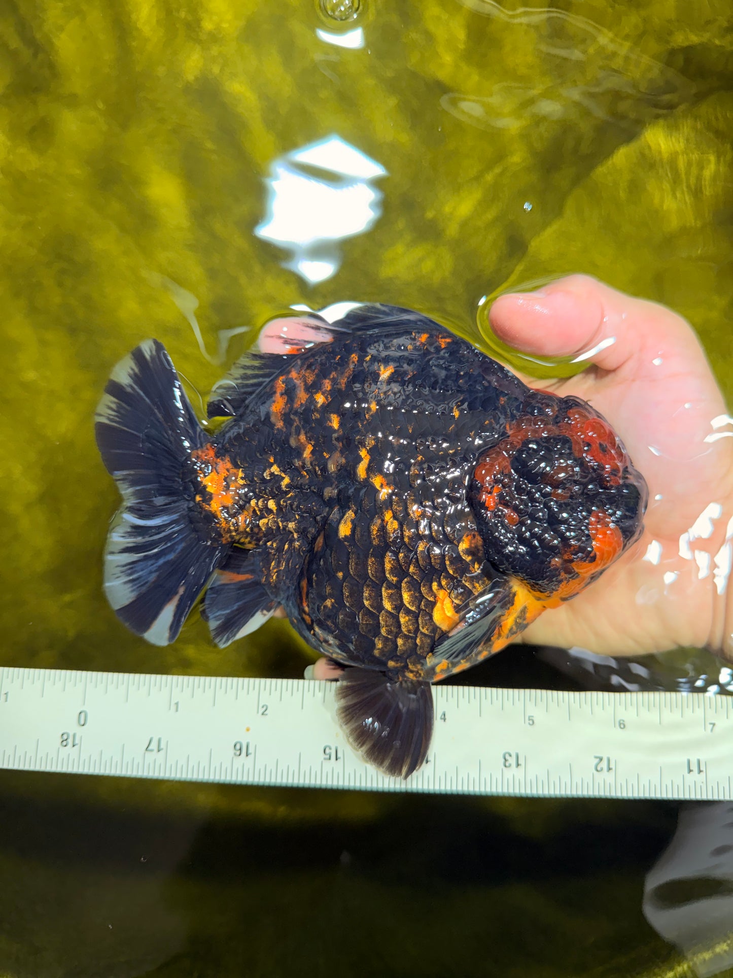 SUPER AAA Grade Godzilla Tiger Yuanbao Male 6 inches #022026YB_02