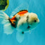 Marble Oranda Male 6.5 inches #050126OR_14