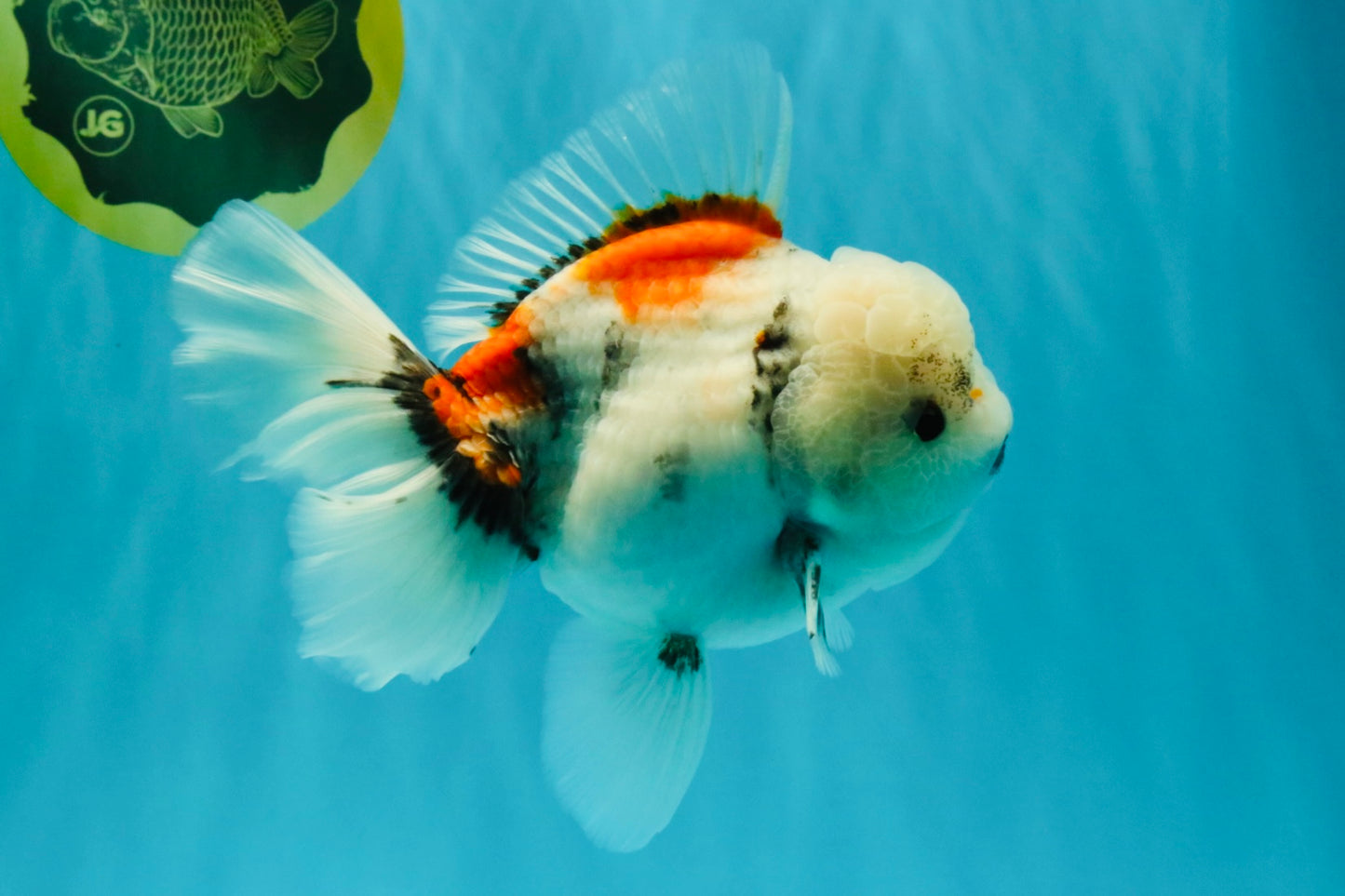 Marble Oranda Male 6.5 inches #050126OR_14