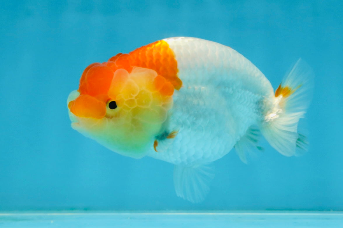 AAA Grade Young Red White Kohaku LionQueen 4 inches #101025LC_09