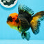 Oranda hembra roja y negra de grado A, 5 pulgadas, n.° 0920OR_32