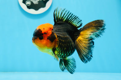 A Grade Black Red Oranda Female 5 inches #0920OR_32