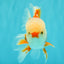 A Grade Red White Oranda Male 5.5 inches #071726OR_30
