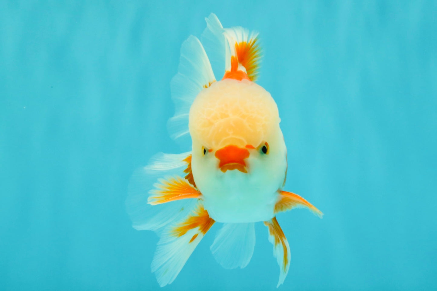 A Grade Red White Oranda Male 5.5 inches #071726OR_30