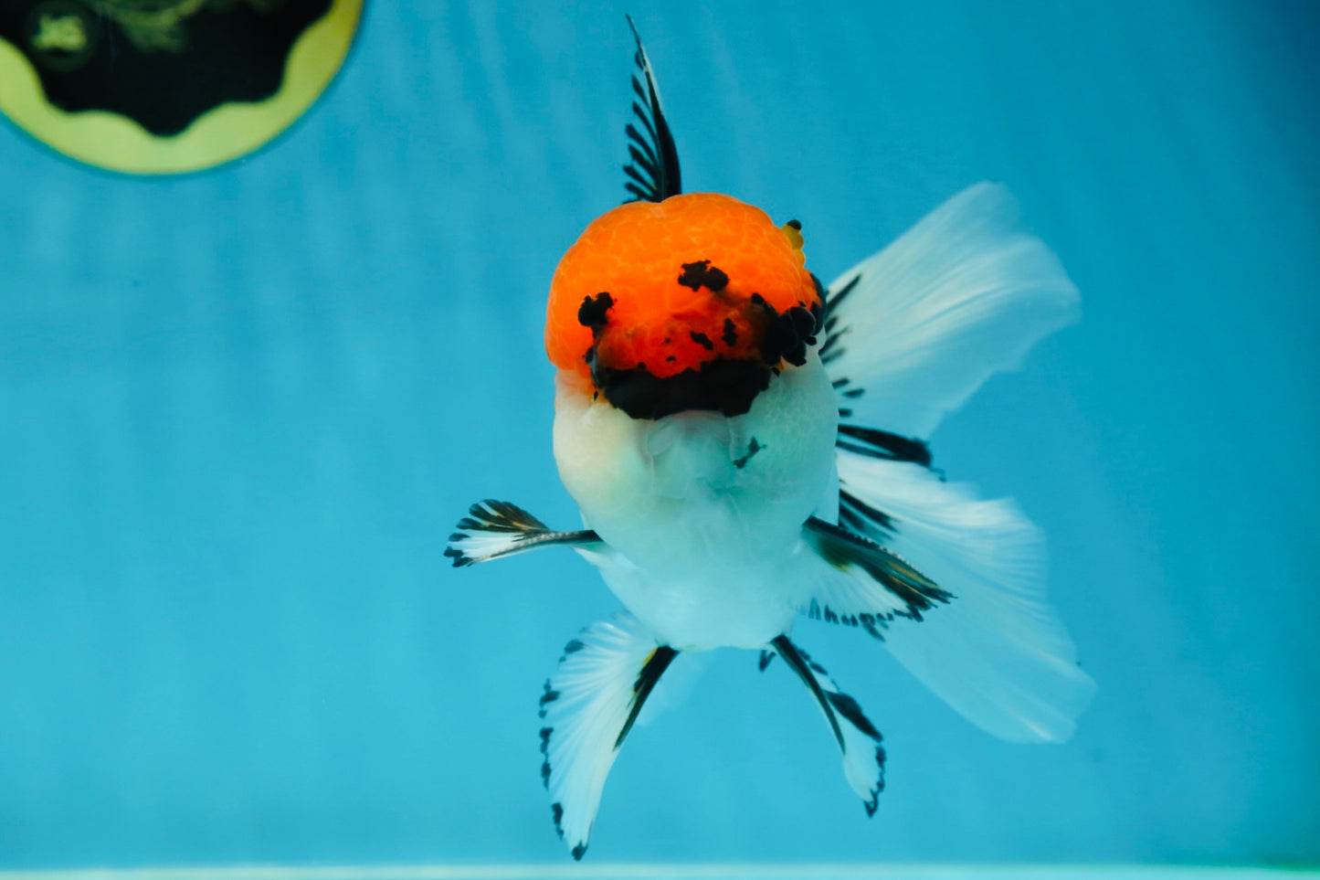 A Grade Tricolor Oranda Male 5.5 inches #050925OR_44