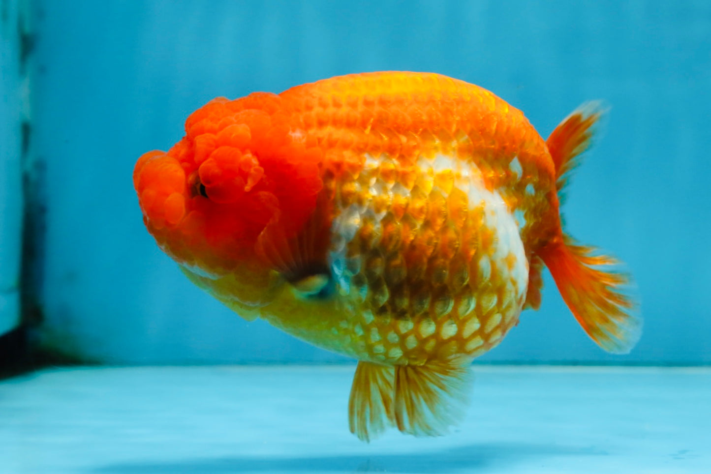 A Grade FLUFFY Red White LionQueen 5 inches #091925LC_24