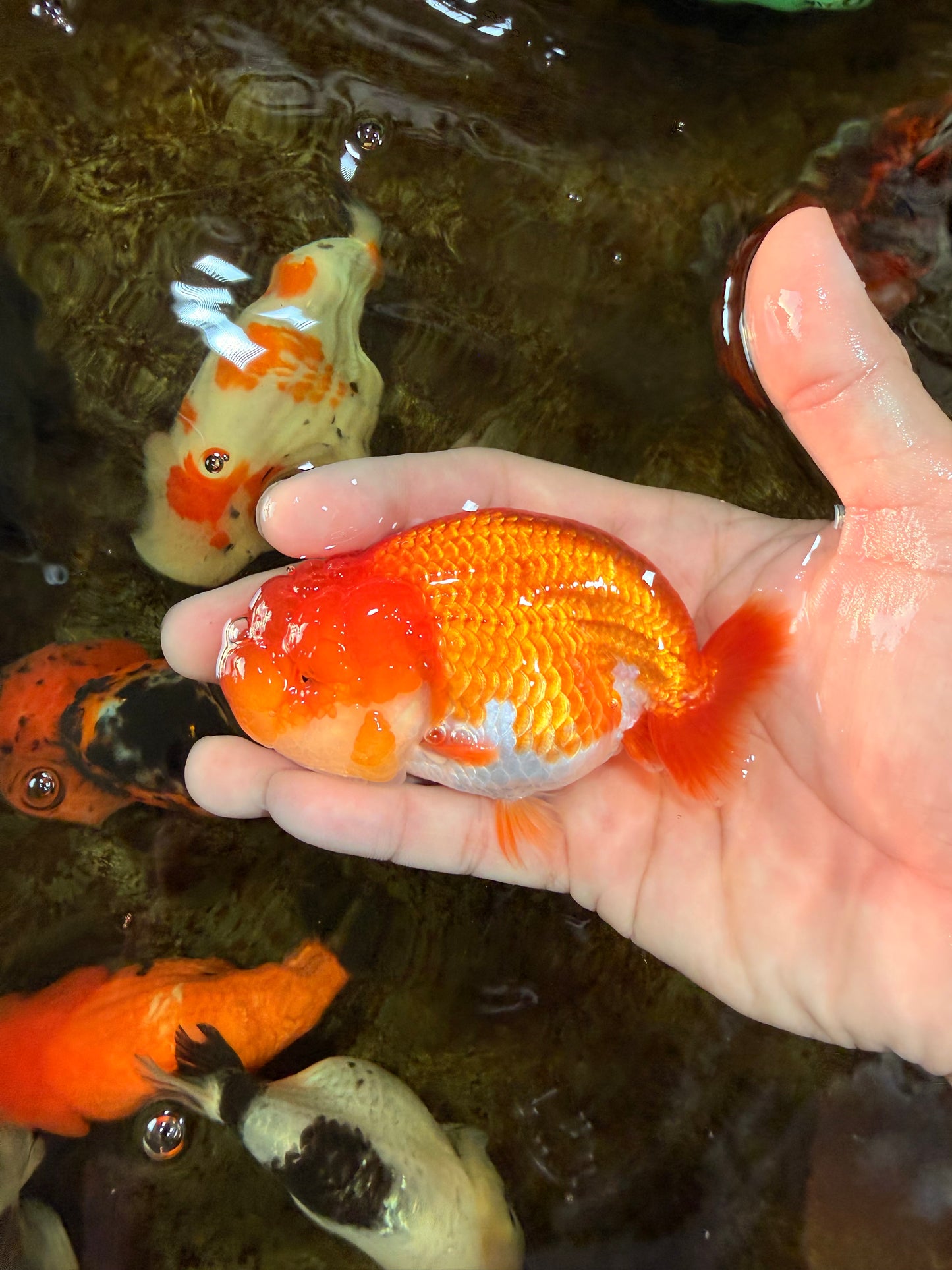 SUPER CUTE AAA Grade Red White LionQueen 4 inches #101725LC_12