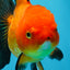 A Grade Apache Oranda Female 5.5 inches #0726OR_19