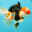 CHARLIE A Grade Tricolor Oranda Male 5.5 inches #032026OR_13