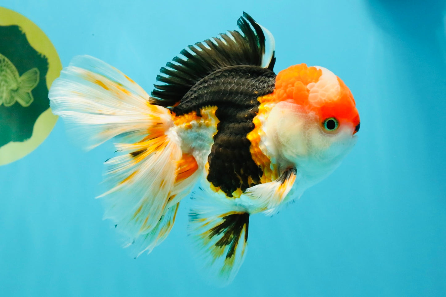 CHARLIE A Grade Tricolor Oranda Male 5.5 inches #032026OR_13