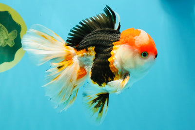 CHARLIE A Grade Tricolor Oranda Male 5.5 inches #032026OR_13
