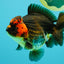 UNIQUE AAA Grade Apache Yuanbao Male 5-5.5 inches #051526YB_06