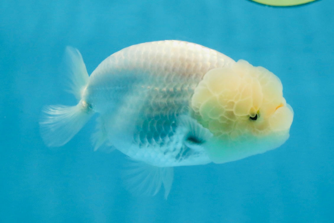 SNOW White Lionchu Female 4 inches #120525LC_11