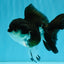 ELVIS Panda Oranda Female 5-5.5 inches #041026OR_07