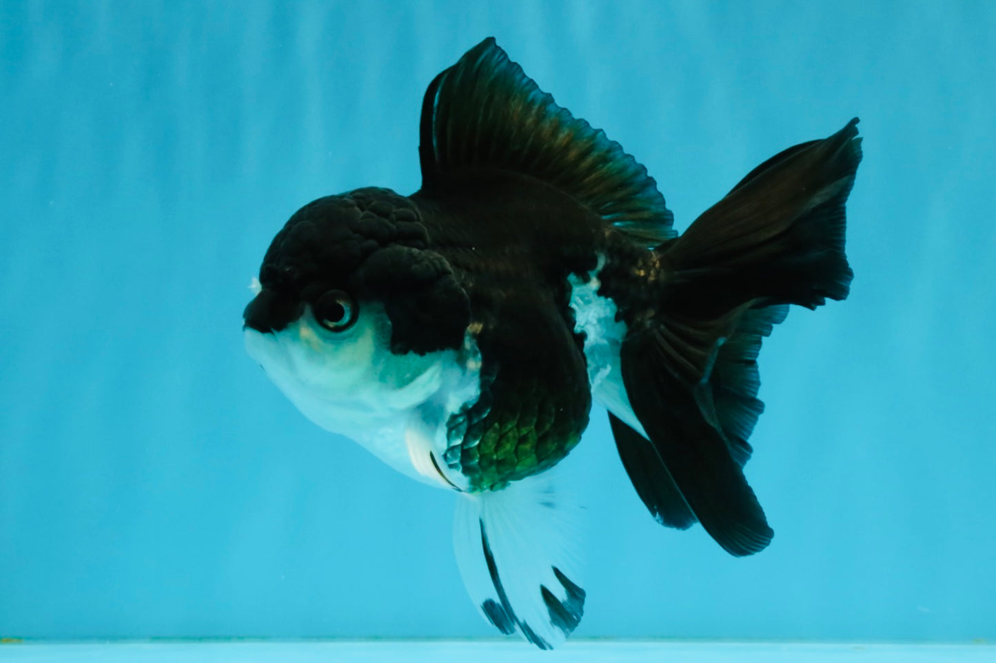 ELVIS Panda Oranda Female 5-5.5 inches #041026OR_07