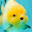 SUPER CUTE AAA Grade White Yuanbao Male 5 inches #061926YB_36
