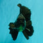 A Grade Broadtail Black Oranda Male 6.5-7 inches #101626OR_20