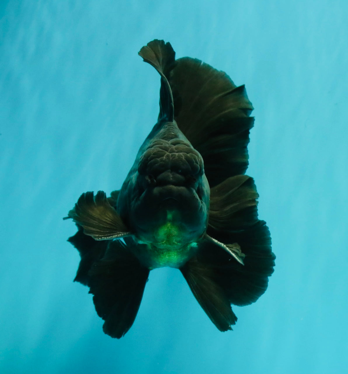 A Grade Broadtail Black Oranda Male 6.5-7 inches #101626OR_20