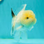 A Grade BULLDOG Lemonhead Oranda Male 4.5-5 inches #1018OR_22