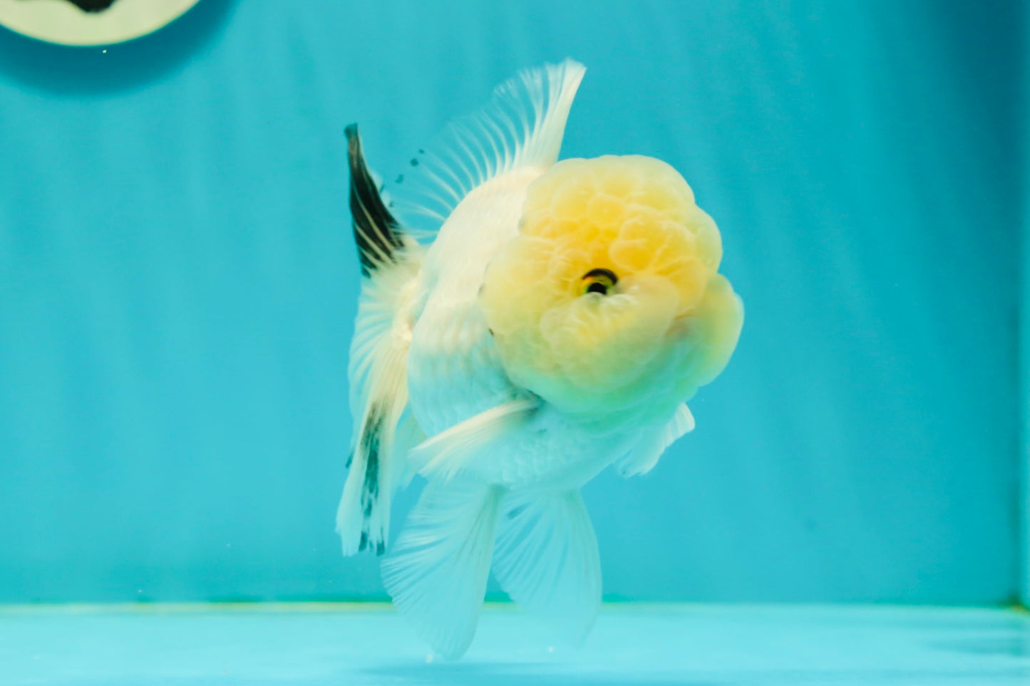 A Grade BULLDOG Lemonhead Oranda Male 4.5-5 inches #1018OR_22