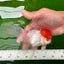 Oranda macho de tapa roja de grado AAA de 4,5 pulgadas n.º 0906OR_27