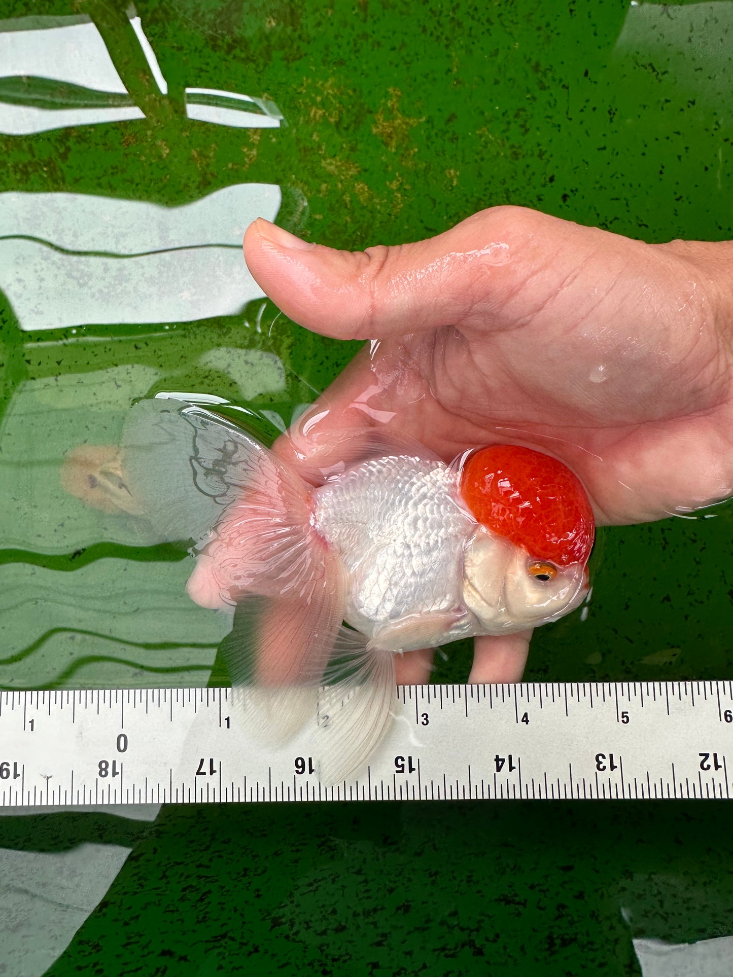 AAA Grade Red Cap Oranda Male 4.5 inches #0906OR_27