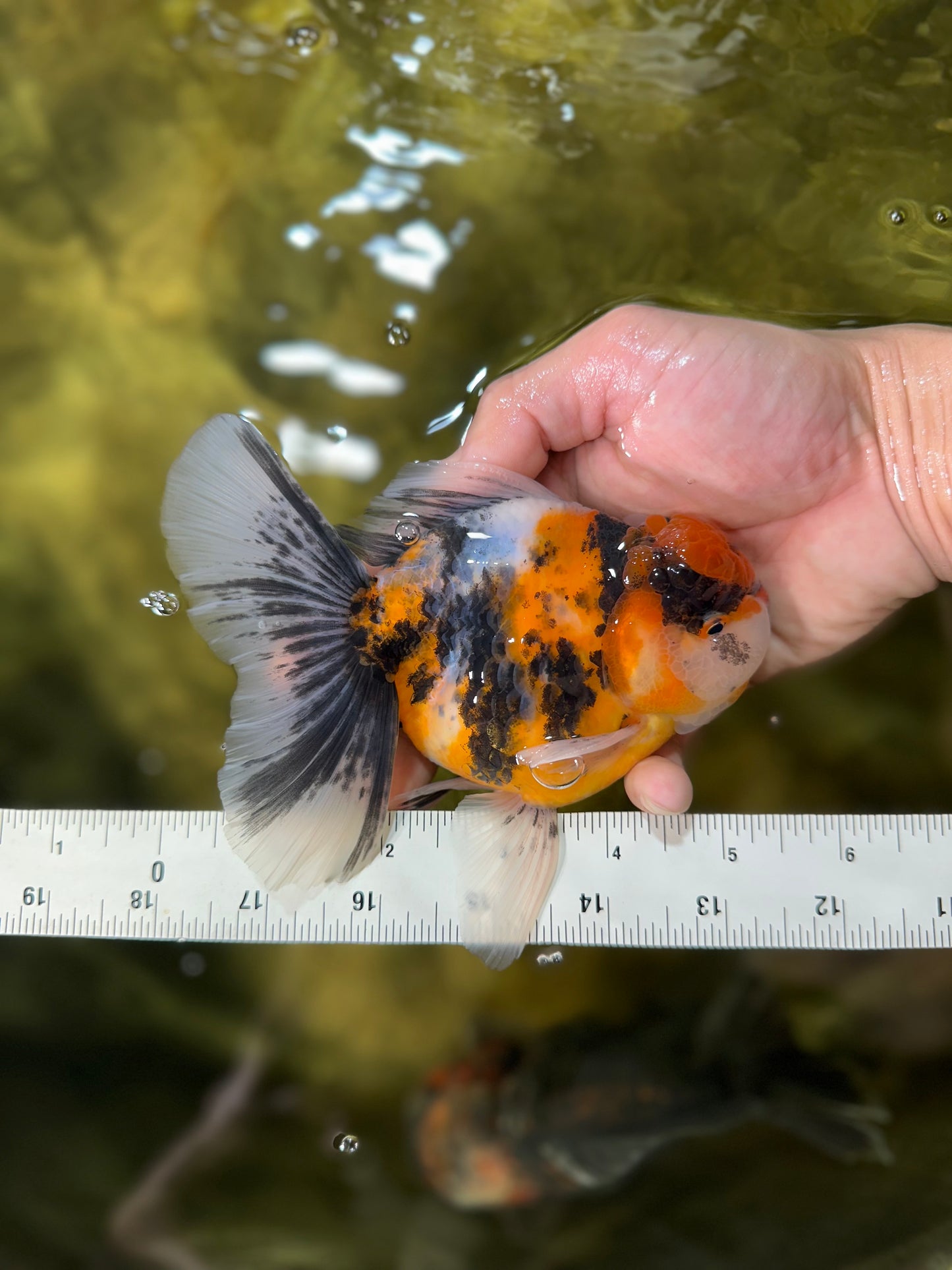 A Grade Ink Tiger Oranda Male 5-5.5 inches #050925OR_49