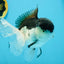 AAA Grade Panda Oranda Male 5.5  inches #112924OR_19