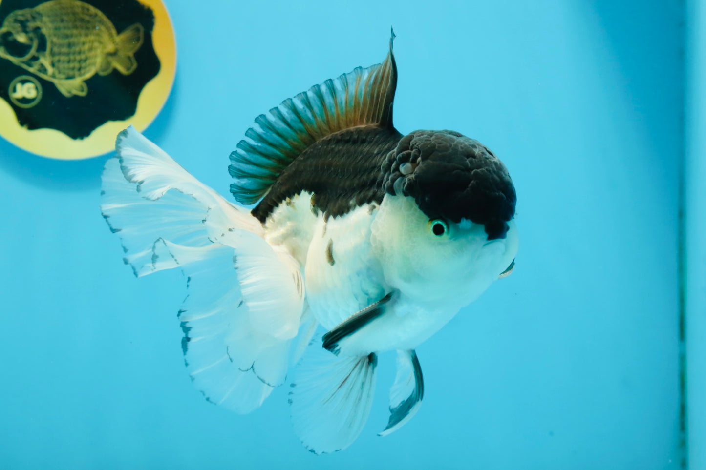 AAA Grade Panda Oranda Male 5.5  inches #112924OR_19