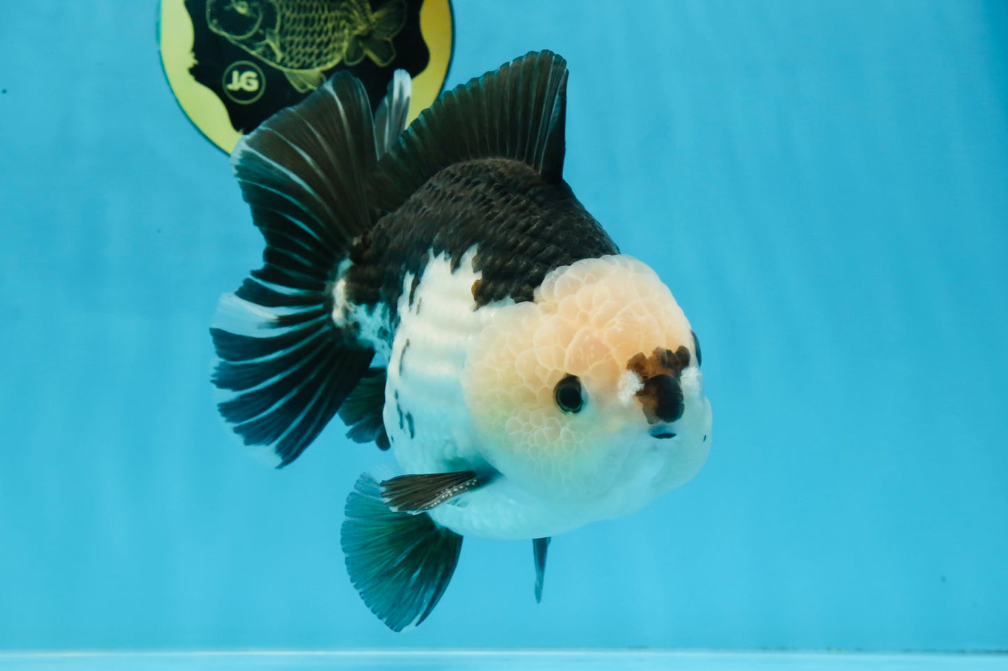 AAA Grade CHONKY Panda Button Eyes Yuanbao Male 6-6.5 inches #100325YB_01