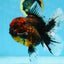 A Grade FLUFFY WEN Tiger Oranda Male 6 inches #082925OR_11