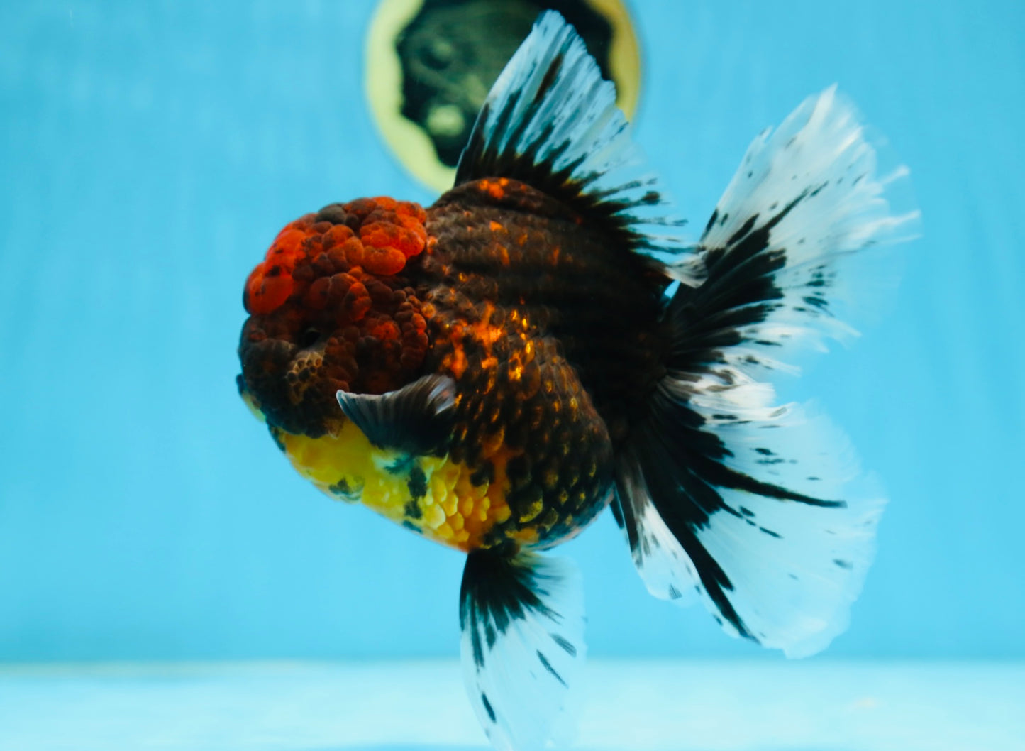 A Grade FLUFFY WEN Tiger Oranda Male 6 inches #082925OR_11