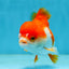 Red White Yuanbao Female 4-4.5 inches #062725YB_12
