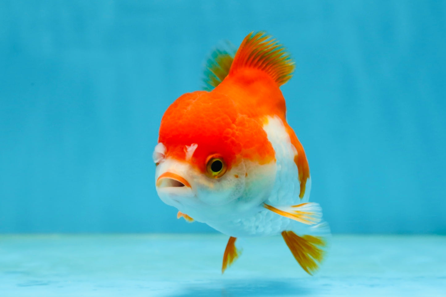 Red White Yuanbao Female 4-4.5 inches #062725YB_12